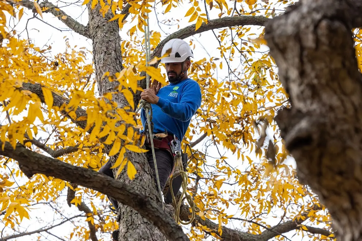 Skilled Tree Trimming crew working in West Newton